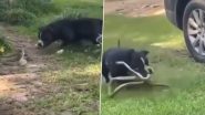 घर के अंदर घुसने की कोशिश कर रहा था विशालकाय सांप, पालतू कुत्ते ने कर दी नागराज की हालत खराब (Watch Viral Video)